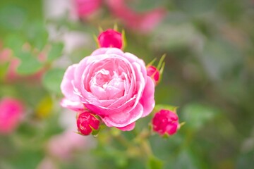 満開に咲き誇るバラ園