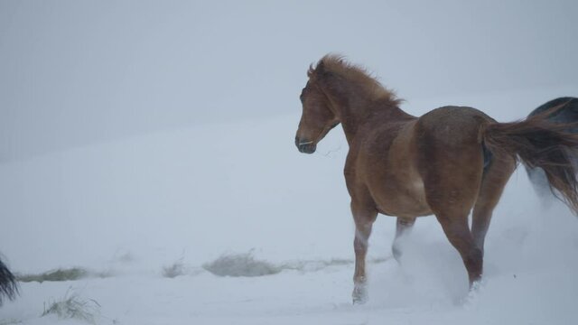 Slow motion close up of a horse running through snow and knocking up powder with its hoofs during feeding