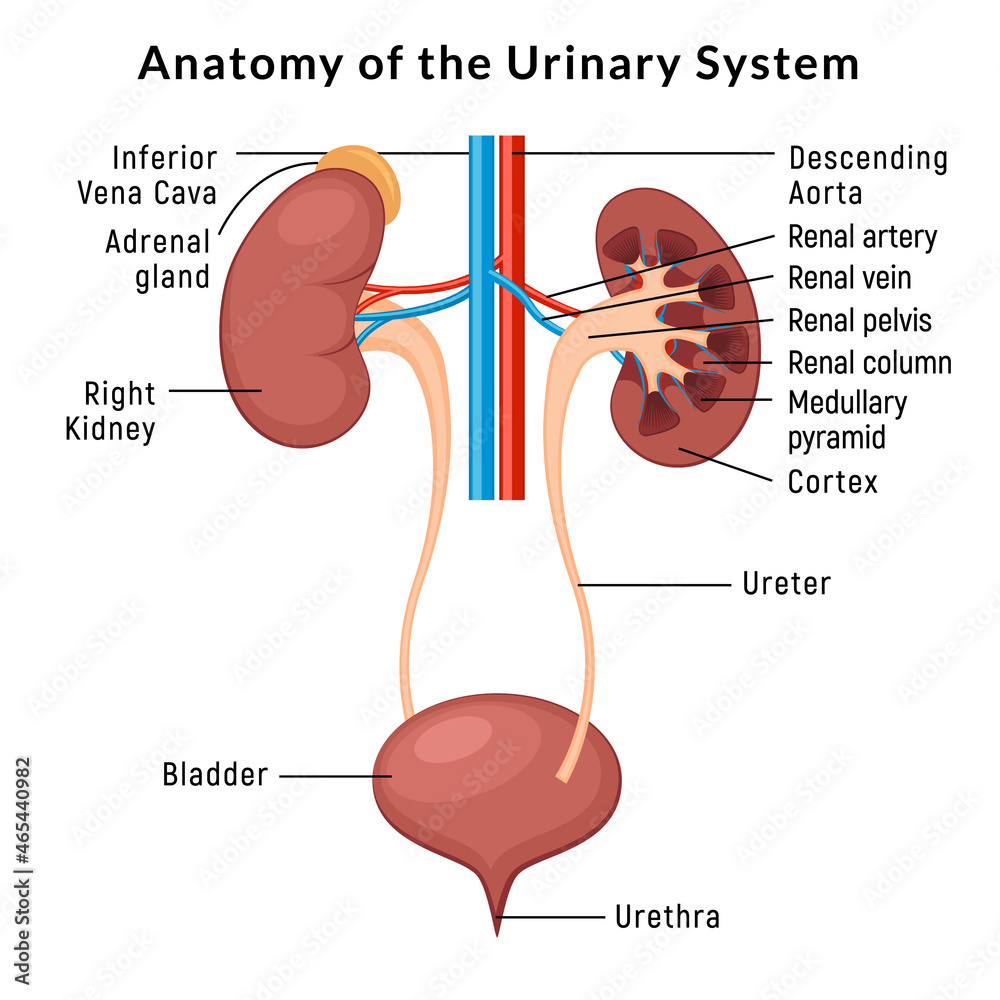 Wall mural urinary system anatomy. incontinence biology infection uti, ureter kidney bladder vector diagram