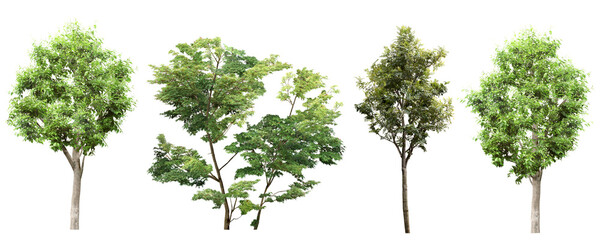 Isolated Trees on White Background
