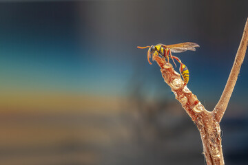 A wasp perched on a branch of a cattapa tree, with a meadow in the background with warm sunlight