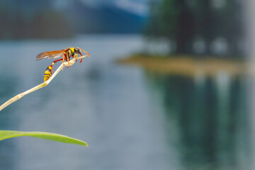 A wasp perched on a branch of an orchid plant, with a plant background and sparkling water in the lake