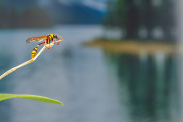A wasp perched on a branch of an orchid plant, with a plant background and sparkling water in the...