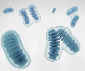 Mitochondria are in a constant state of fusion and division inside the cell 3d rendering - obrazy, fototapety, plakaty