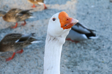 Obraz premium Close up domestic goose face with mallard ducks in the background