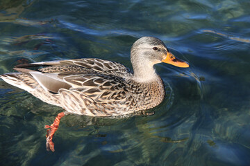 female mallard duck swimming on a lake