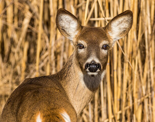 I think that's what they mean by deer in the headlights.