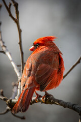 A Cardinal looking for food at a bird feeder on a cold Winter day.