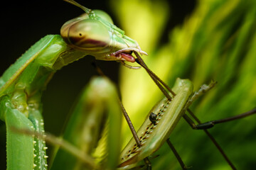 Praying Mantis enjoying a meal.