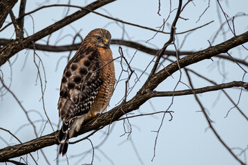 A hawk not too happy to be out in the rain.