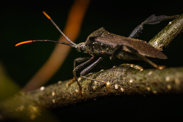 An interesting bug found in the woods.