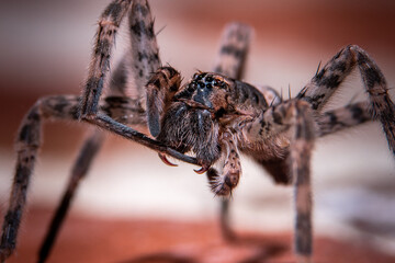 A spider cleaning itself.