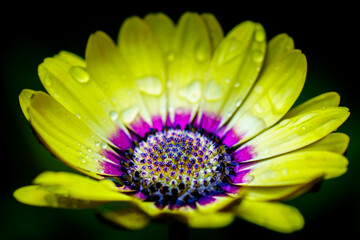 Obraz premium A flower photographed after a rain shower.