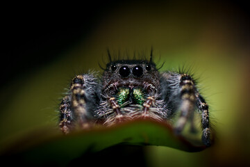 A jumping spider exploring a house plant.