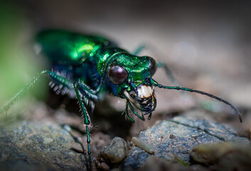 An iridescent insect crawling on the forest floor.
