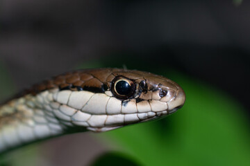 A snake looking for food.