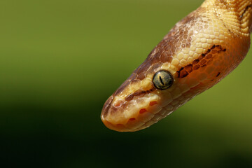 A ball python exploring.