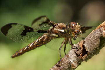 A dragonfly eating an insect.
