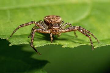A crab spider waiting on prey.