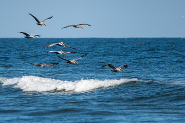 Fototapeta na wymiar A flight of Pelicans skimming the ocean.