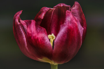 Fototapeta premium A focus stack of a beautiful flower.