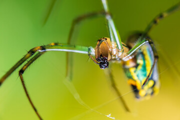 Spider on a web.