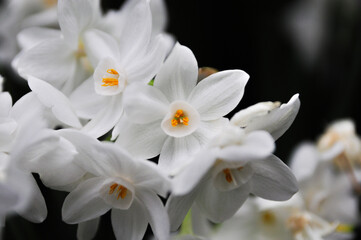 Obraz na płótnie Canvas white flowers blooming