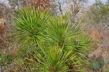 group of fresh green yucca in front of a dry and bare trees and brown grass