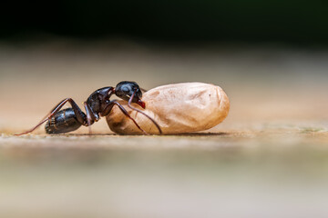 A black ant transporting larva.