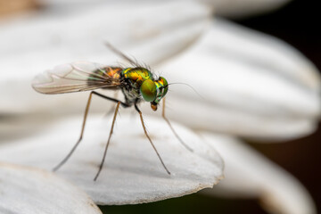 An iridescent fly posing on a white flower.