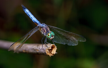A dragonfly posing on a stick by the creek.