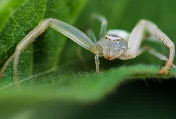 A nearly translucent crab spider on a leaf at about 2x magnification.