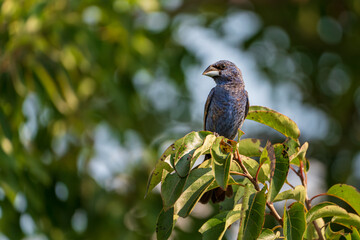 Grosbeak posing at Bombay Hook NWR