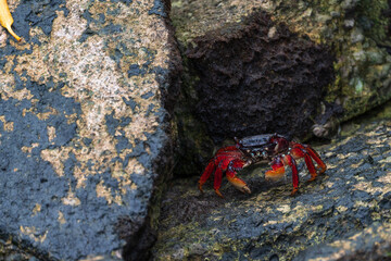 A colorful crab on the rocks.