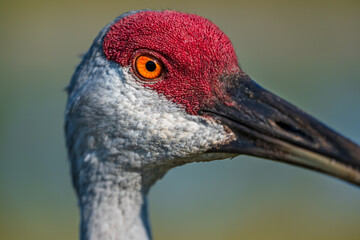 Sandhill Crane