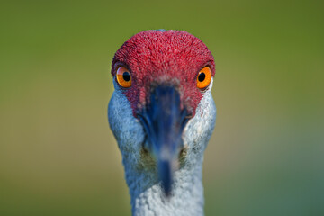 Sandhill Crane