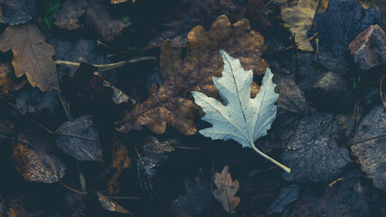 white Albino maple leaf