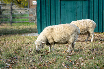 two sheep graze on grass next to a barn on a small farm field.