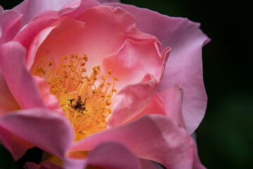 Property of Throat Flower macrophotography.Punch Photography