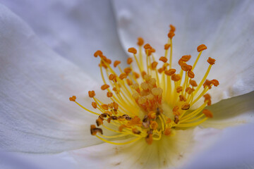 Flower macrophotography.