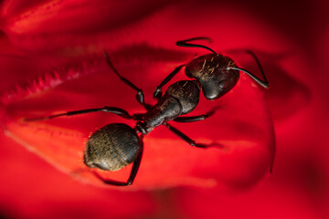 Black ant exploring some flowers.