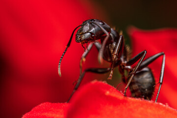 Black ant exploring some flowers.