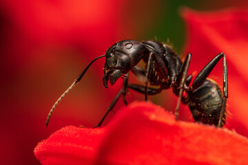 Black ant exploring some flowers.