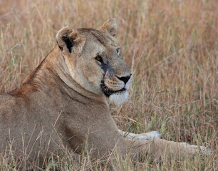 A battle scarred lionese resting in the long grass. Taken in Kenya