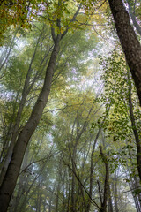Trees in fall colors on a foggy morning