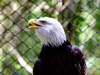 Bald Eagle Profile