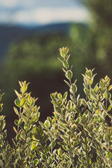New Zealand Christmas bush plant outdoor with green hills in the background