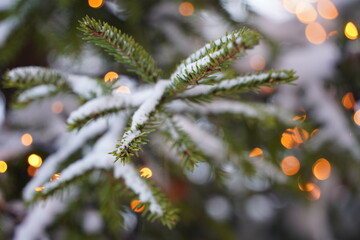 クリスマスの準備、雪とトウヒ