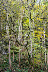 Fototapeta premium Trees in colorful autumn colors in Wichsenstein, Franconian Switzerland, Germany
