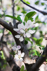 close-up of white apple blossoms on tree outdoor in sunny backyard